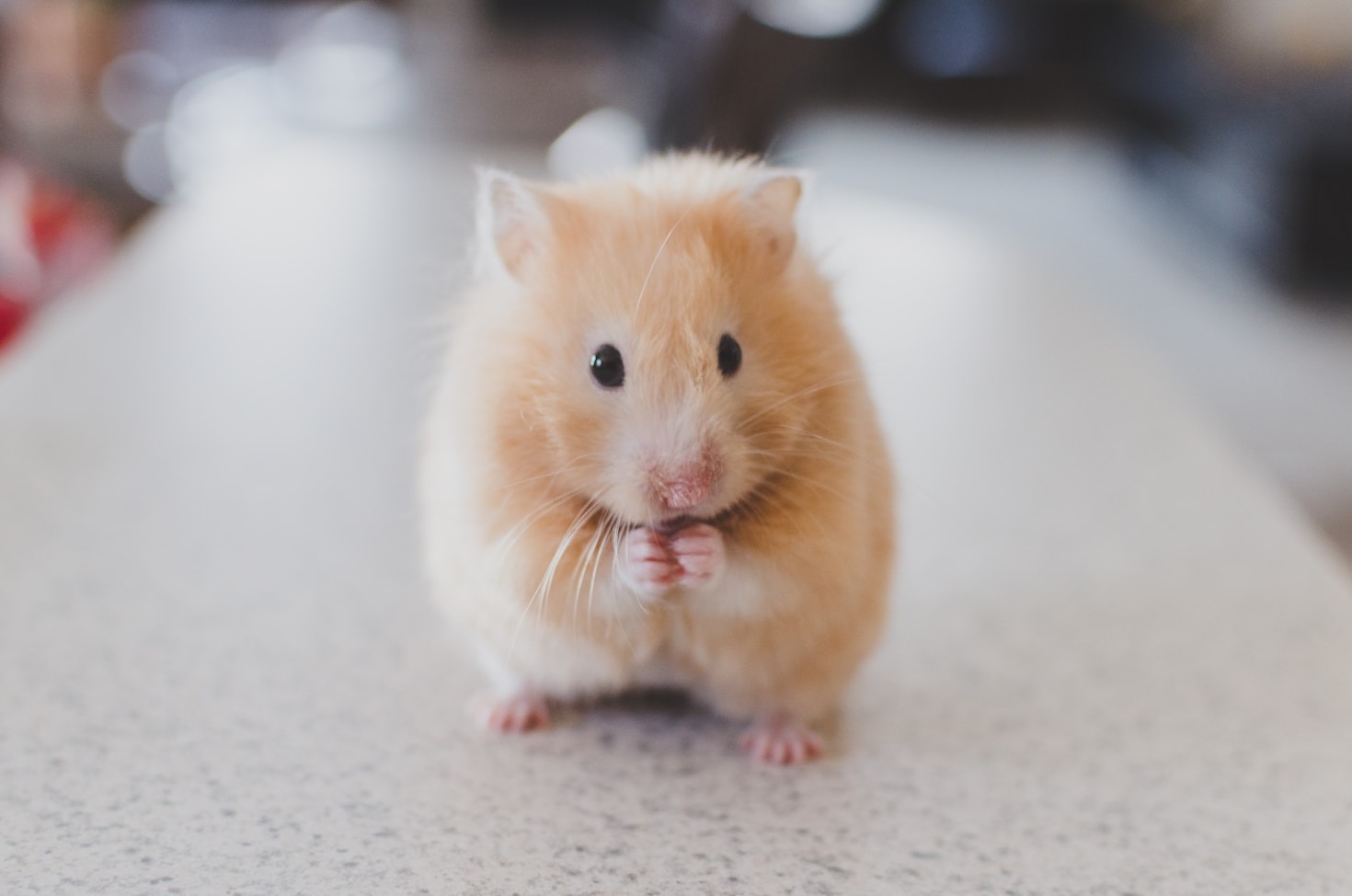 10 Most Adorable Animal Moments Caught on Camera